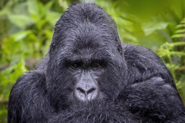 Mountain gorilla (Gorilla gorilla beringei) silverback portrait, Volcanoes National Park, Rwanda. clipart