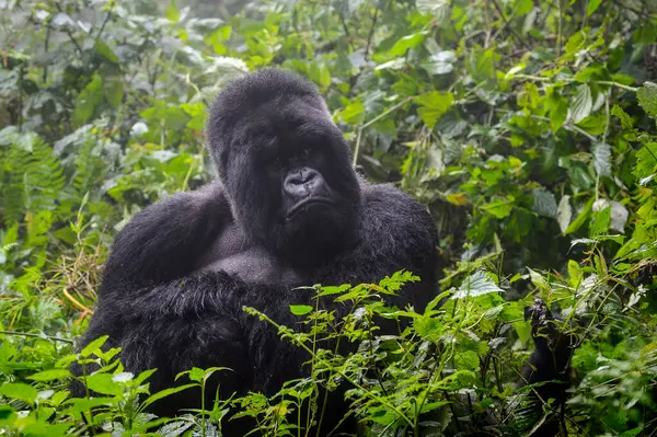 Dağ gorili (goril gorili beringei) gümüş sırt portresi, Volkanlar Ulusal Parkı, Ruanda.