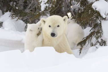 Polar bear mother (Ursus maritimus) with new born cub at den, playing together, Wapusk National Park, Manitoba, Canada. clipart