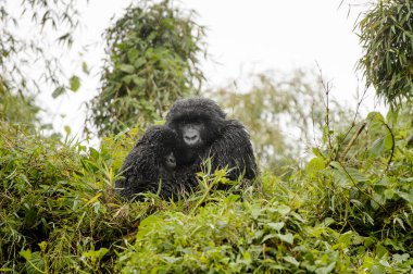 Dağ gorili (goril gorili beringei) anne ve çocuk yağmuru, Volkanik Ulusal Park, Ruanda.