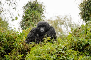 Mountain gorilla (Gorilla gorilla beringei) mother and child covering for rain, Volcanoes National Park, Rwanda. clipart