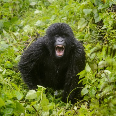 Dağ gorili (Goril gorili beringei) çocuk oyunu, Volkan Ulusal Parkı, Ruanda.