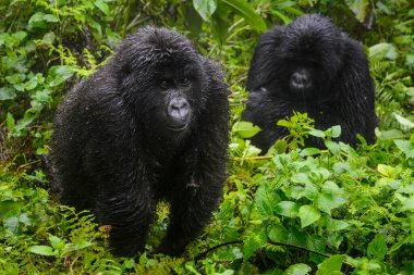 Mountain gorilla (Gorilla gorilla beringei) juveniles playing, Volcanoes National Park, Rwanda. clipart