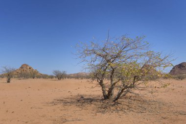 Çöl manzarasında bitki örtüsü, Damaraland, Namibya.