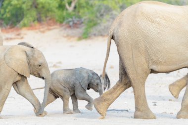 Afrika Fili (Loxodonta africana), çöl yatağında aile sürüsü içinde yürüyen çöl yavrusu.