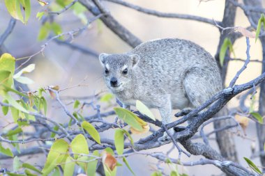 Cape Hyrax veya Rock Hyrax (Procavia capensis), yetişkin, bir ağaçta, Etosha Ulusal Parkı, Namibya.