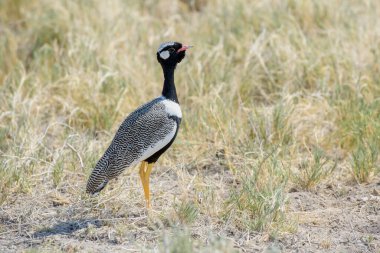 Kuzey siyah korhaan (Afrotis afraoides), yetişkin erkek, Etosha Ulusal Parkı, Namibya.