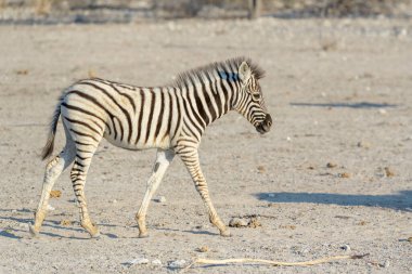 Burchell 'in Zebra' sı (Equus burchelli), savanda yürüyen kuş, Etosha Ulusal Parkı, Namibya.