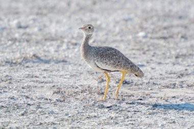 Kuzey siyah korhaan (Afrotis afraoides), yetişkin kadın, Etosha Ulusal Parkı, Namibya.