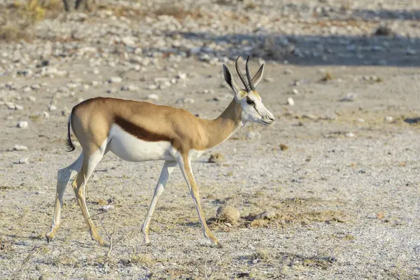 Springbok (Antidorcas marsupialis) yetişkin yürüyüşü, Etosha Ulusal Parkı, Namibya