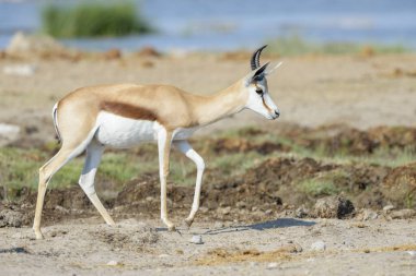 Springbok (Antidorcas marsupialis) yetişkin yürüyüşü, Etosha Ulusal Parkı, Namibya