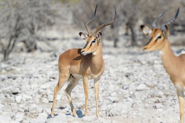 Siyah yüzlü Impala (Aepyceros melampus), bir su birikintisinde, Etosha Ulusal Parkı, Namibya