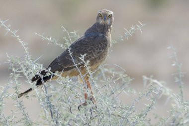 Soluk tenli atmaca (Melierax canorus), çocuk, Etosha Ulusal Parkı, Namibya.