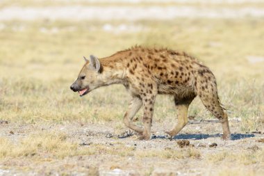 Görülen Sırtlan (Crocuta crocuta) Savana, Etosha Ulusal Parkı, Namibya 'da yürüyor.