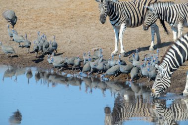 Su birikintisi, Etosha Milli Parkı, Namibya 'da kask (Numida meleagris) ve Plains Zebra (Equus quagga) içme suyu