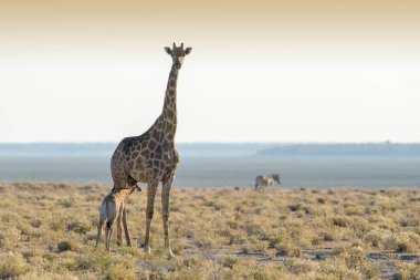 Zürafa (Giraffa camelopardis) süt emziren yetişkin kadın, Etosha Milli Parkı, Namibya.