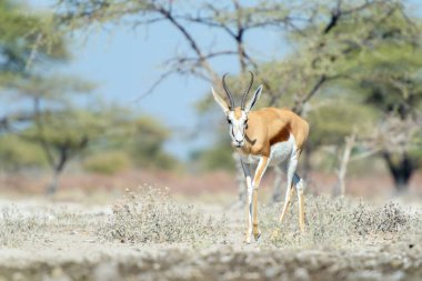 Springbok (Antidorcas marsupialis) su birikintisinde yürüyor, Etosha Ulusal Parkı, Namibya.