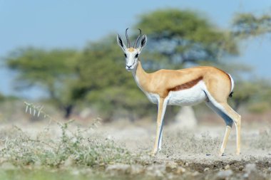 Springbok (Antidorcas marsupialis) su birikintisi, Etosha Ulusal Parkı, Namibya.