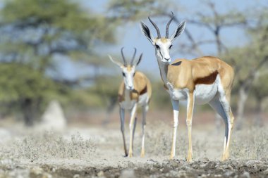 Springbok (Antidorcas marsupialis) su birikintisi, Etosha Ulusal Parkı, Namibya.