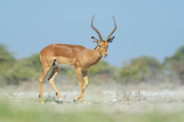 Impala (Aepyceros melampus) yürüyor, kameraya bakıyor, Etosha Ulusal Parkı, Namibya,