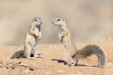 Zemin Sincap (Xerus inaurus), Güney Afrika 'daki Zebra Dağı Ulusal Parkı' nda gözcülük yapıyor.,