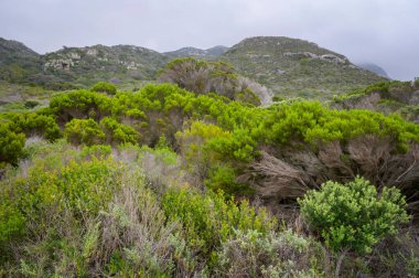 Ümit Burnu yakınlarındaki arazide bitki örtüsü, Masa Dağı Ulusal Parkı, Güney Afrika.
