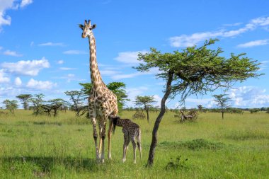 Zürafa (Zürafa camelopardalis) buzağı içen annesi, Masai Mara, Kenya.
