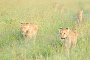 Aslan (Panthera leo) yavruları savanada yürüyor, Masai Mara ulusal rezervi, Kenya.