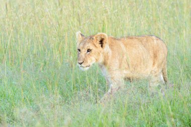 Aslan (Panthera leo) yavrusu savanada yürüyor, yakın plan, Masai Mara ulusal rezervi, Kenya.
