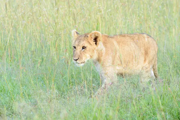 Aslan (Panthera leo) yavrusu savanada yürüyor, yakın plan, Masai Mara ulusal rezervi, Kenya.