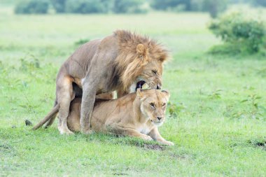 Aslan (Panthera leo) çifti, savanada çiftleşiyorlar, yukarı bakıyorlar, Masai Mara ulusal rezervi, Kenya.