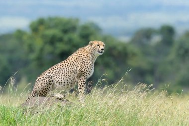 Termit tepesinde oturan Çita (Acinonyx jubatus) savana, Masai Mara Ulusal Rezervi, Kenya, Afrika