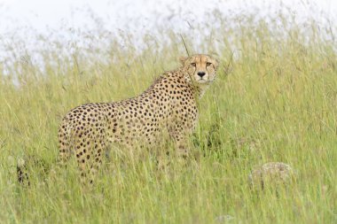 Çita (Acinonyx jubatus) yüksek çayırlarda duruyor, etrafa bakıyor, Masai Mara Ulusal Rezervi, Kenya, Afrika