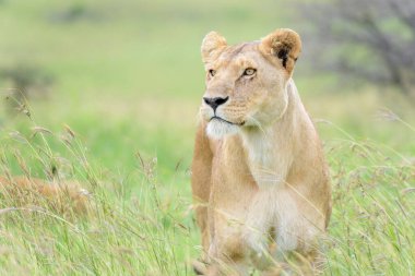Dişi aslan (Panthera leo), Kenya 'nın başkenti Masai Mara' ya yakın bir yerde, ovanın yüksek otlaklarında duruyor..