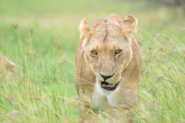 Dişi aslan (Panthera leo) Savana 'da yüksek çimenlerde duruyor, yakınlarda, kameraya bakıyor ve homurdanıyor, Masai Mara ulusal rezervi, Kenya.
