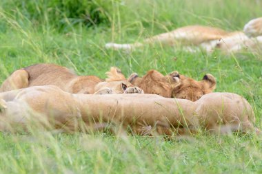 Aslan Yavruları (Panthera leo), Kenya 'da Masai Mara Ulusal Koruma Alanında annelerinden içiyorlar..