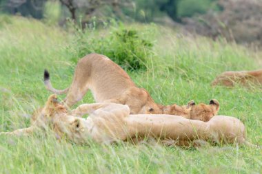 Aslan Yavruları (Panthera leo), Kenya 'da Masai Mara Ulusal Koruma Alanında annelerinden içiyorlar..