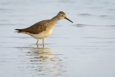 Avlanırken sığ sularda yüzen yaygın Redshank (Tringa totanus), Friesland, Hollanda