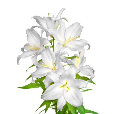 Lilies flowers. White lilies. Flowers isolated on white background. Great template for design clipart