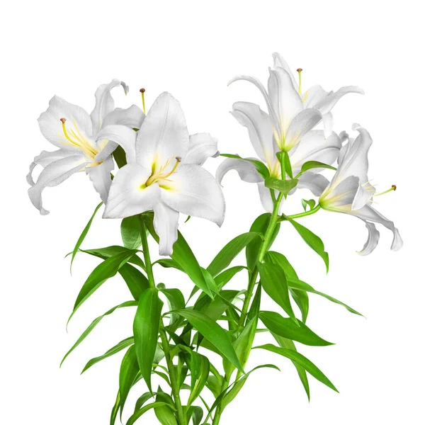 Bílé Lilie Lily Kytky Detailní Záběr Květiny Izolované Bílém Pozadí — Stock fotografie