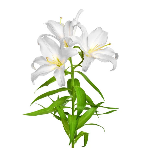 Liljat Kukkia Valkoisia Liljoja Kukat Ovat Eristetty Valkoisella Taustalla Suuri — kuvapankkivalokuva