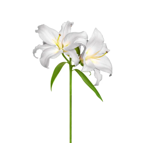 Flores Lily Lírios Brancos Flores Brancas Isoladas Sobre Fundo Branco — Fotografia de Stock