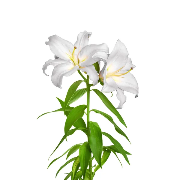 Flores Lily Lírios Brancos Flores Isoladas Sobre Fundo Branco Ótimo — Fotografia de Stock
