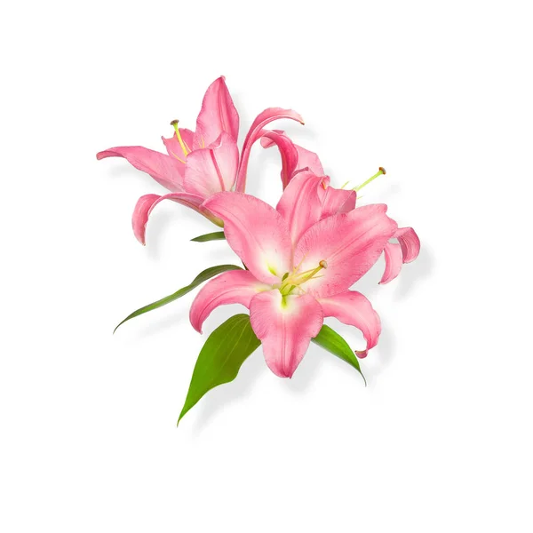 Лили Флауэрс Розовые Лилии Цветы Изолированы Белом Фоне Отличный Соблазн — стоковое фото