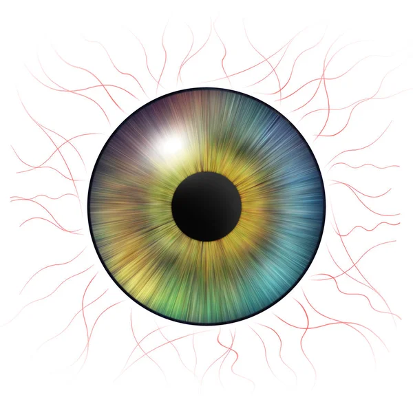 Iris Ogen Menselijke Iris Met Bloedvaten Oogillustratie Meerkleurig Oog Geïsoleerd — Stockfoto