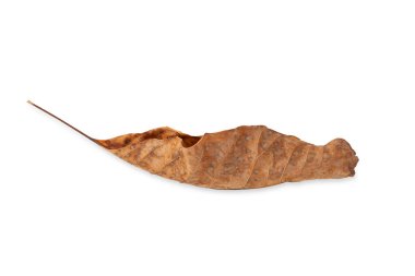 Kuru yaprak. Beyaz arka planda izole edilmiş kuru ceviz yaprağı. Seçici yumuşak odak