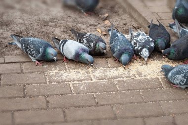 Güvercinler dağınık tahıl yerler. Güvercin besleme. Şehir kuşları. Seçici yumuşak odak