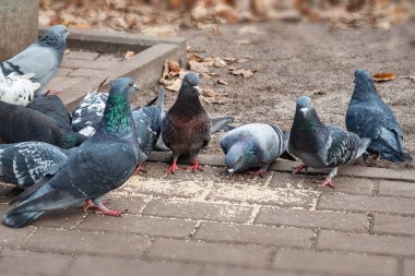Güvercinler dağınık tohumları yerler. Güvercin besleme. Şehir kuşları. Seçici yumuşak odak