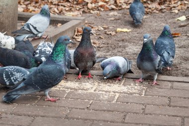Güvercinler dağınık tohumları yerler. Bir güvercin sürüsünü beslemek. Şehir kuşları. Seçici yumuşak odak