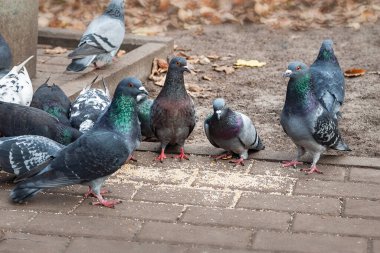 Güvercinler dağınık tahıl yerler. Bir güvercin sürüsünü beslemek. Şehir kuşları. Seçici yumuşak odak
